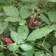 Illustration for article titled The Tastiest Berries That Grow Wild In North America